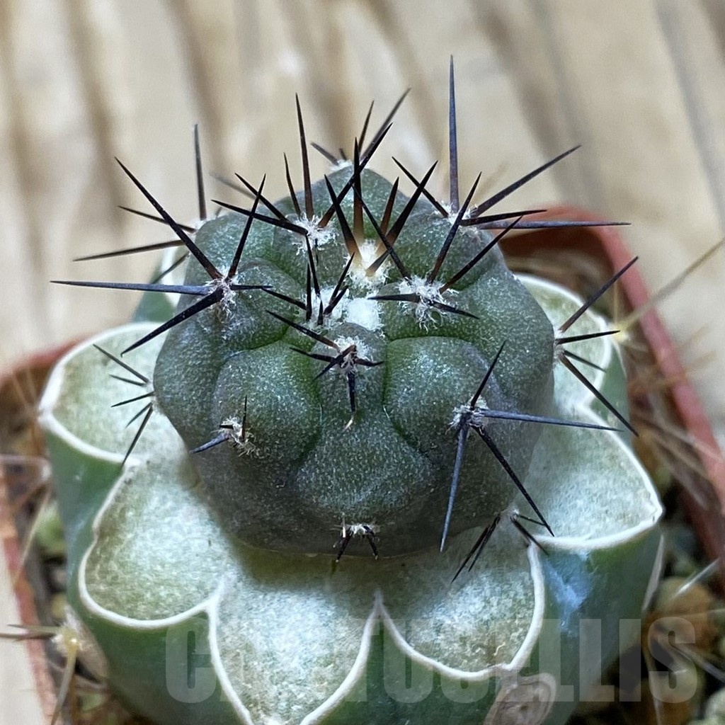 SH20332 Copiapoa cinerea JN 2048 , grafted