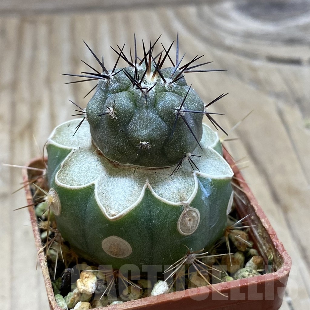 SH20332 Copiapoa cinerea JN 2048 , grafted - Image 2
