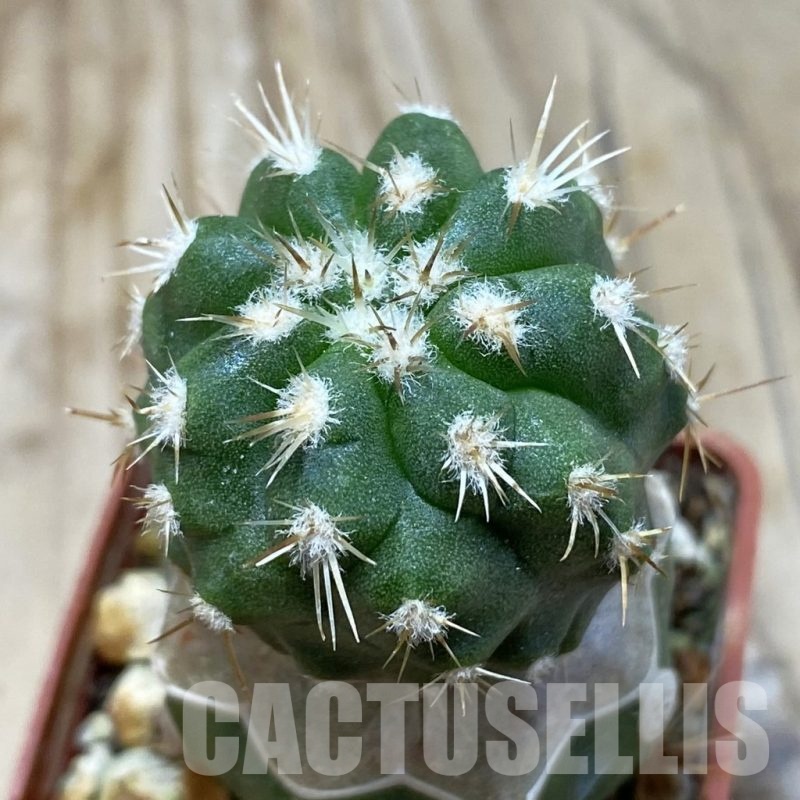SH20333 Copiapoa chaniaralensis PHA 2459, grafted