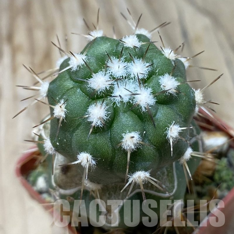 SH20336 Copiapoa cinerea v. albispina PL 142 A, grafted