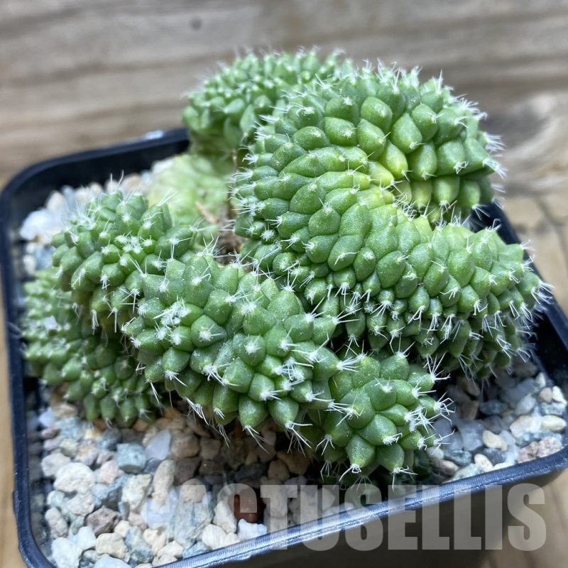SH20271 Mammillaria bucareliensis f. cristata