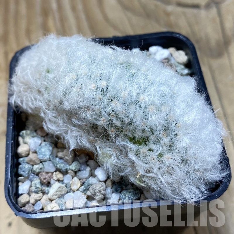SH20277 Mammillaria bocasana v. multilanata f. cristata