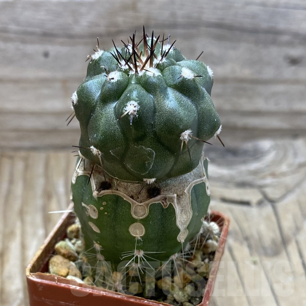 SH20338 Copiapoa cinerea f. inermis PL 143 A , grafted - immagine 2
