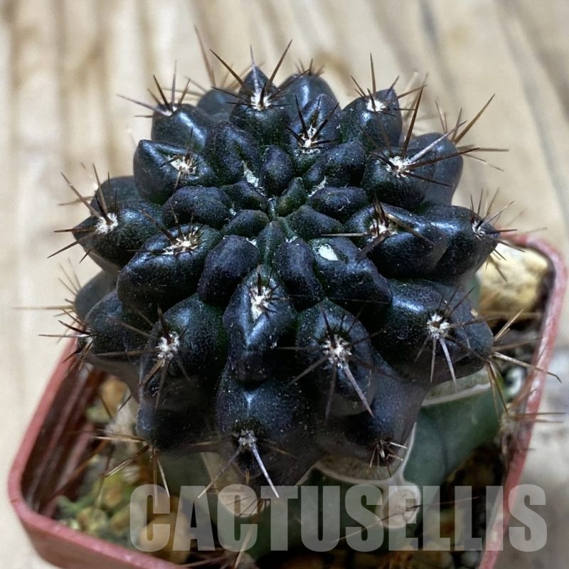 SH20339 Pyrrhocactus sp. PL129 B, grafted