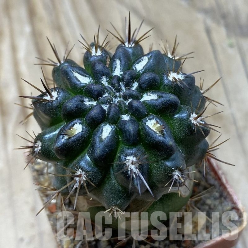 SH20340 Pyrrhocactus sp. PL129 B, grafted