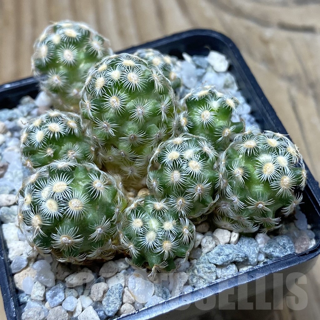 SH20278 Mammillaria saboae v. haudeana