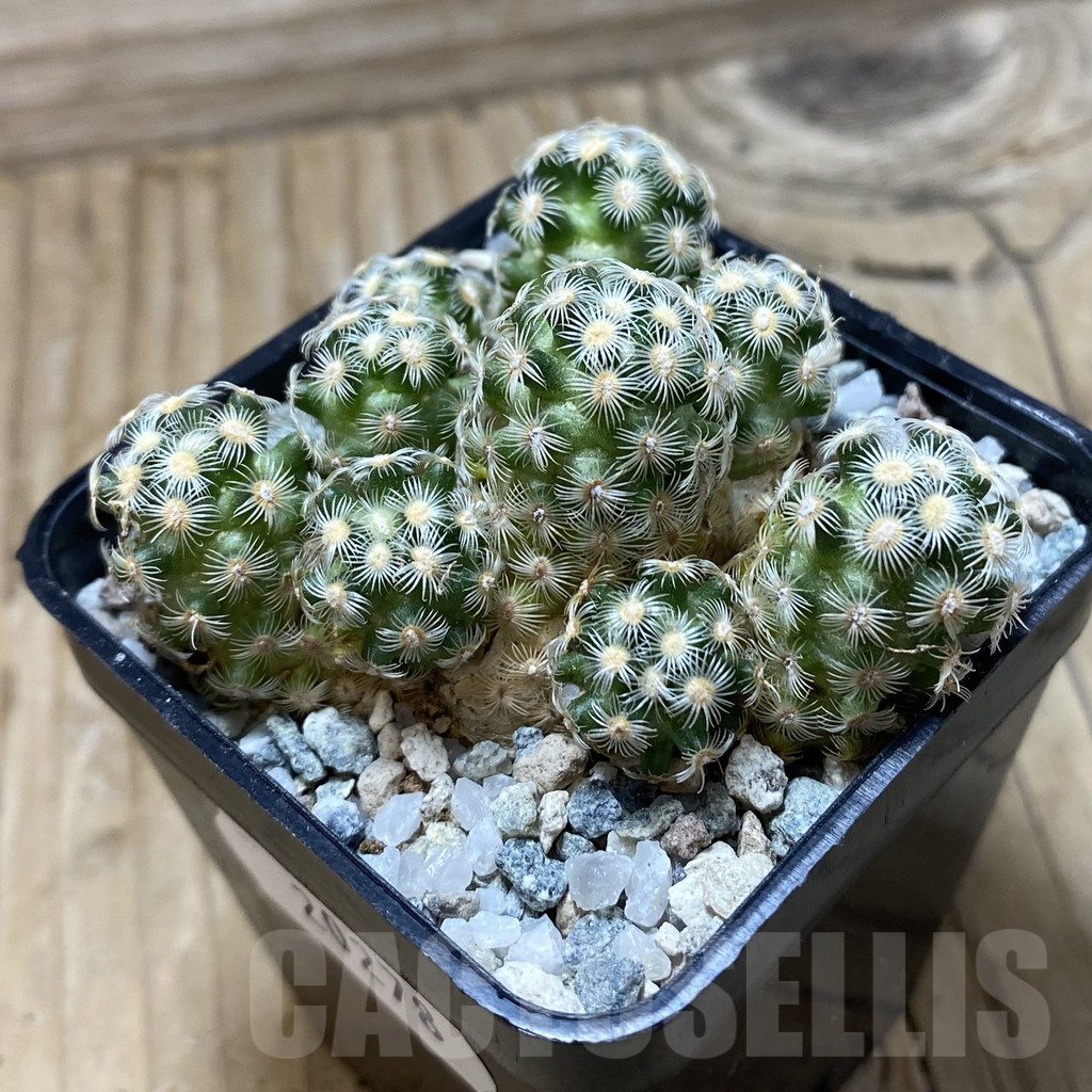 SH20278 Mammillaria saboae v. haudeana - Image 2