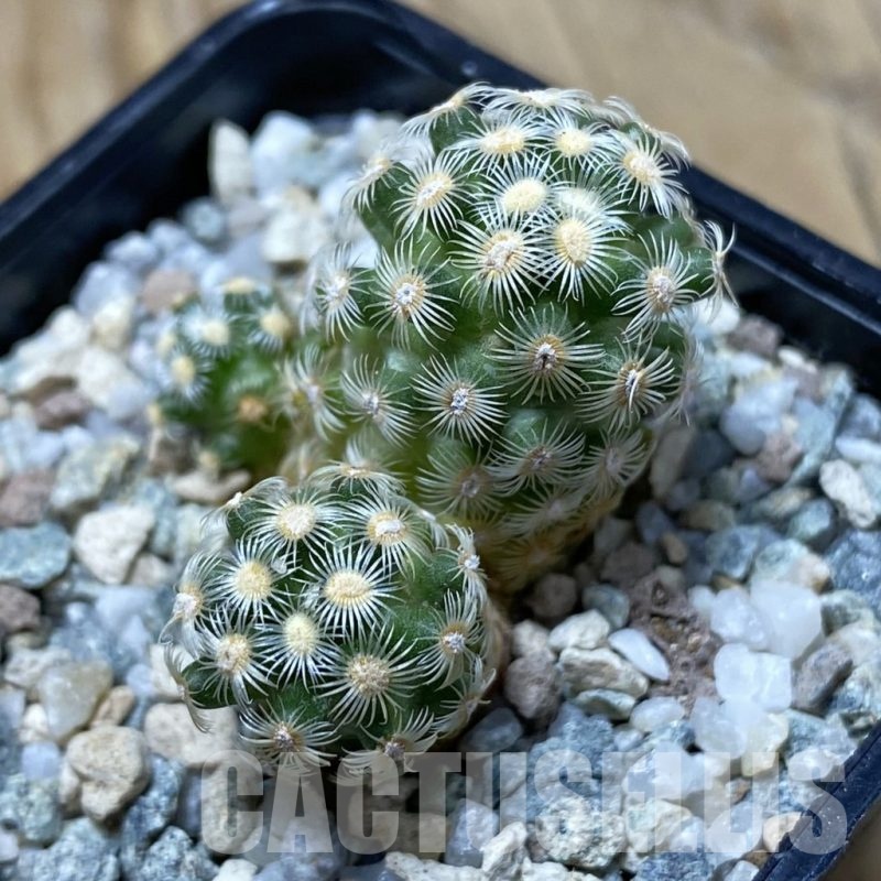 SH20279 Mammillaria saboae v. haudeana