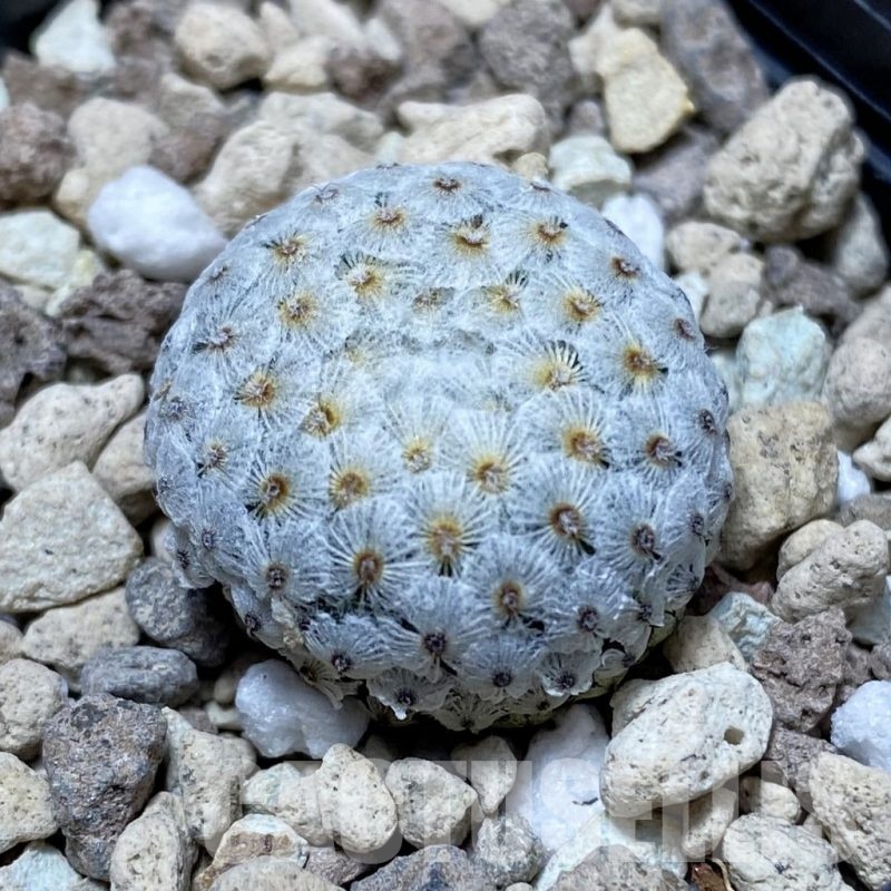 SH20281 Mammillaria breviplumosa GCG12500