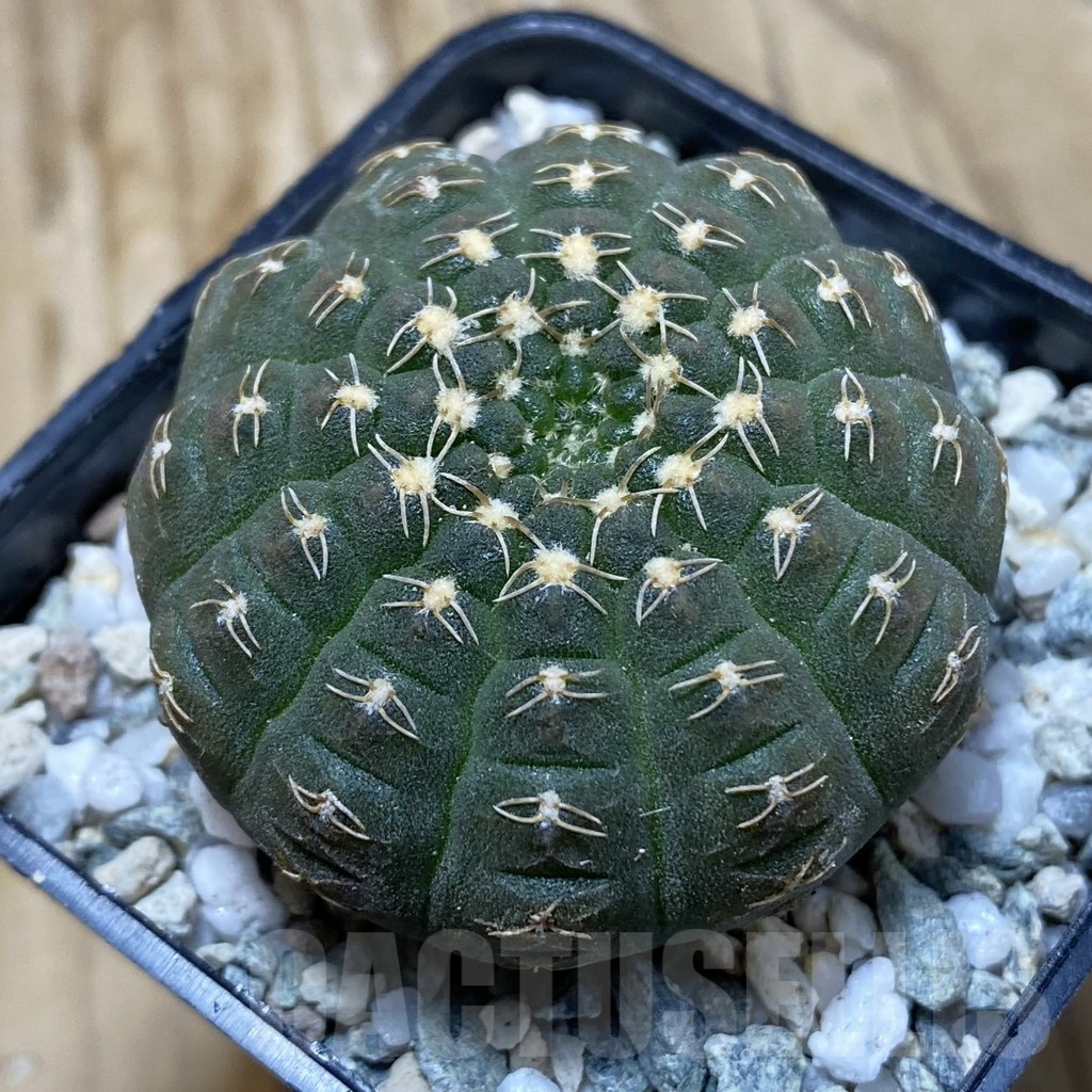 SH20283 Gymnocalycium ragonesei, pink flower