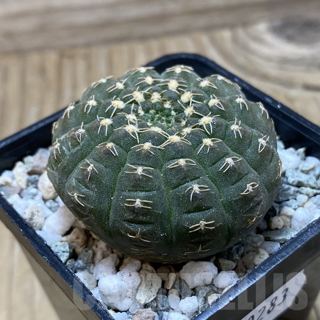 SH20283 Gymnocalycium ragonesei, pink flower - Image 2