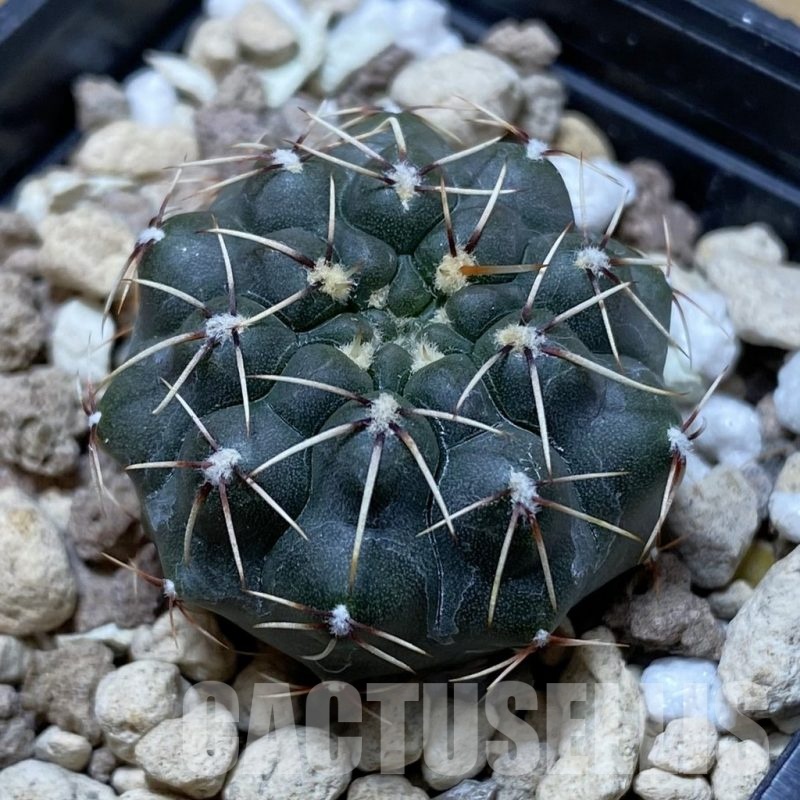 SH20284 Gymnocalycium schroederianum ssp. paucicostatum