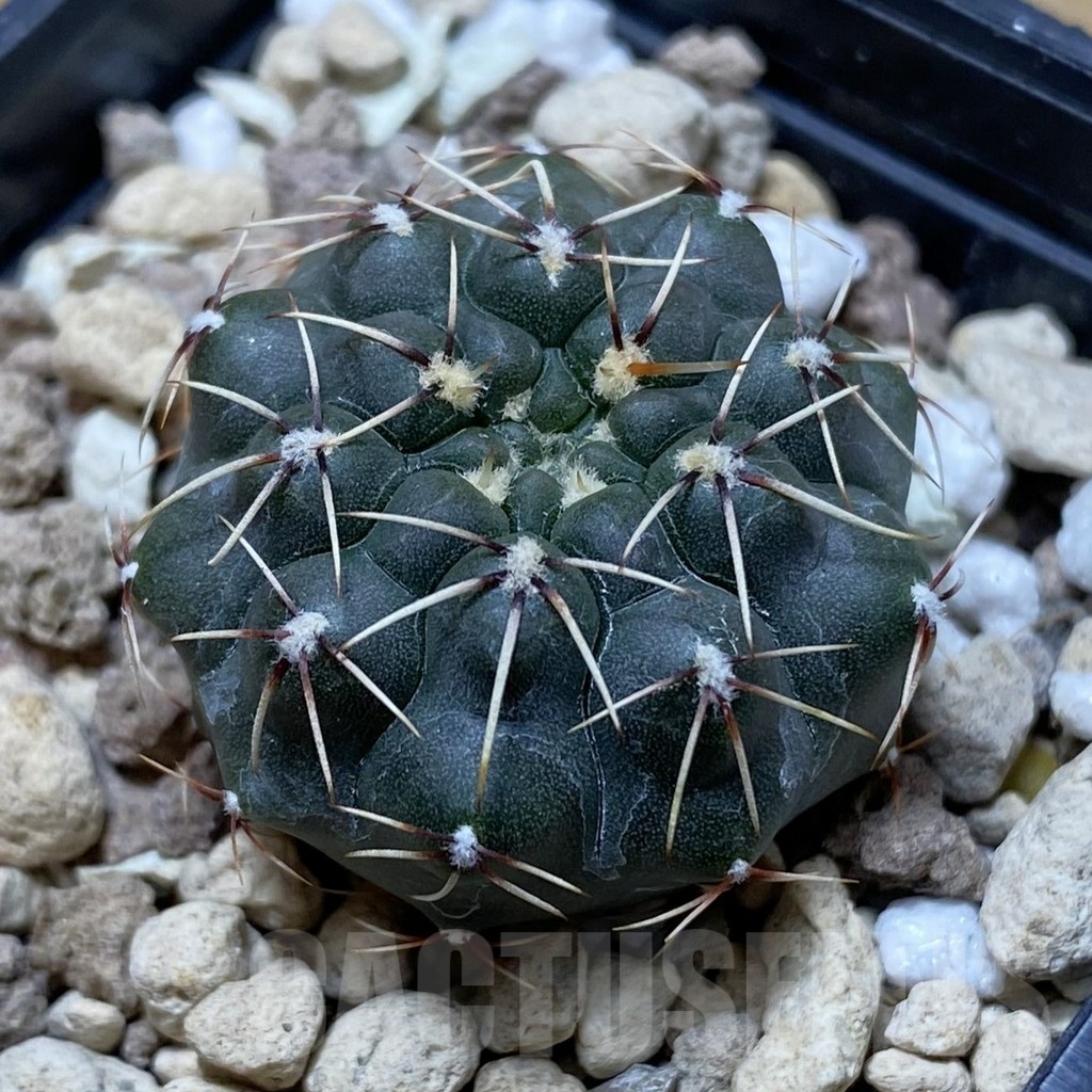 SH20284 Gymnocalycium schroederianum ssp. paucicostatum