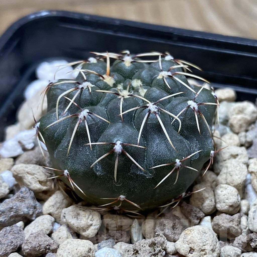 SH20284 Gymnocalycium schroederianum ssp. paucicostatum - Image 2