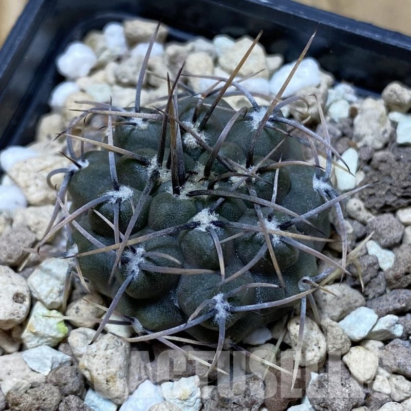 SH20285 Gymnocalycium moserianum