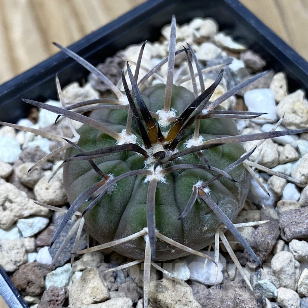 SH20286 Gymnocalycium spegazzinii v. horizonthalonium