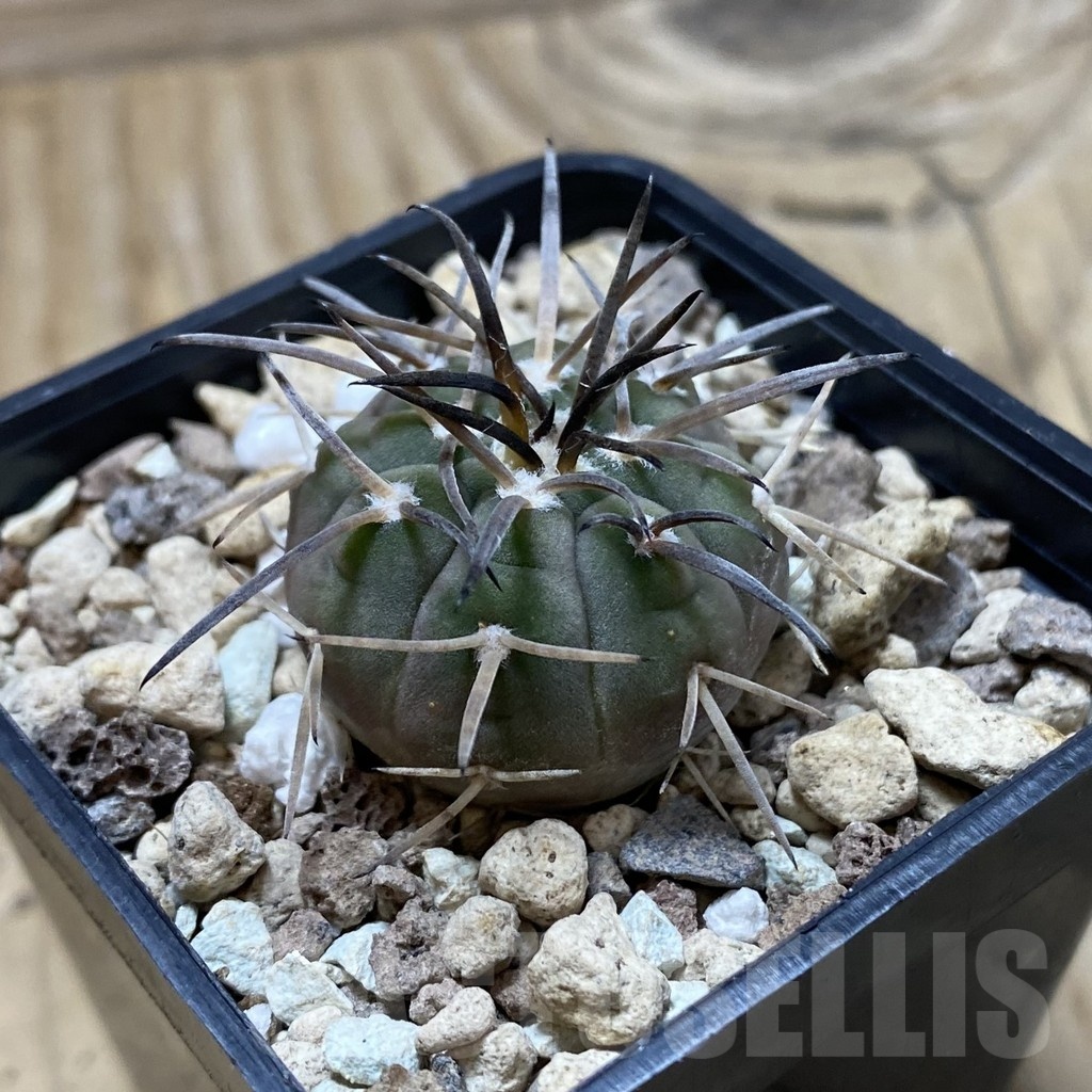 SH20286 Gymnocalycium spegazzinii v. horizonthalonium - Obrázek 2