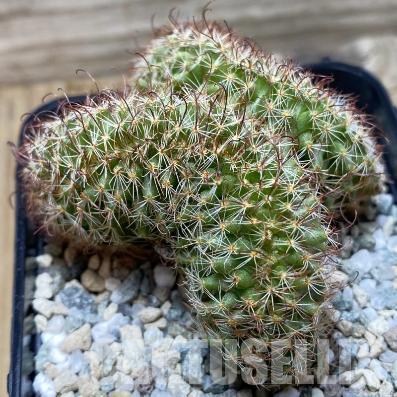 SH20272 Mammillaria armillata f. cristata
