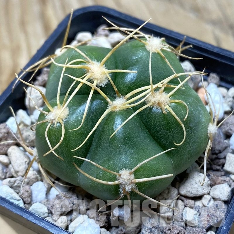 SH20287 Gymnocalycium denudatum, select form