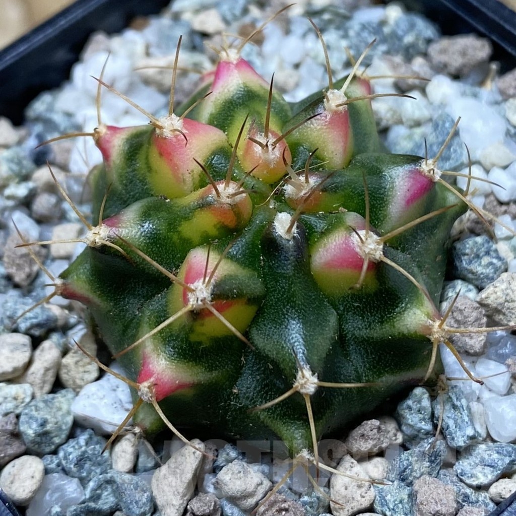 SH20289 Gymnocalycium mihanovichii ‘Flower Field’