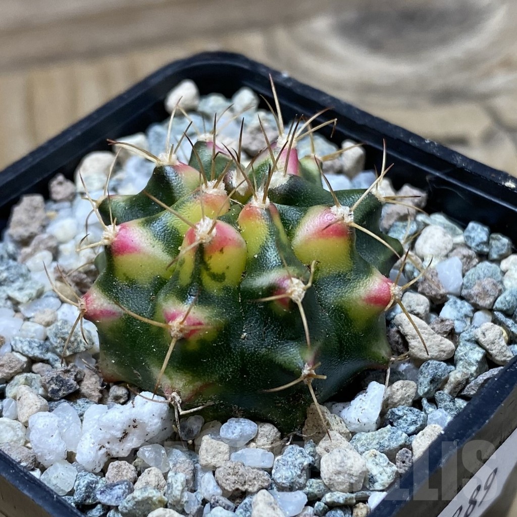 SH20289 Gymnocalycium mihanovichii ‘Flower Field’ - Image 2