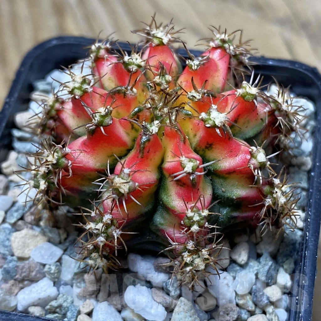SH20290 Gymnocalycium mihanovichii ‘Multicolor’