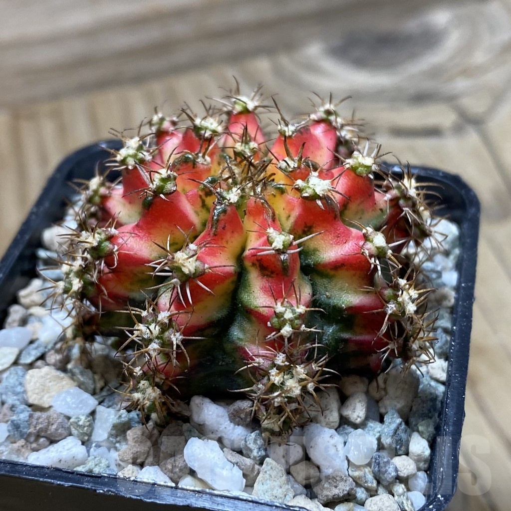 SH20290 Gymnocalycium mihanovichii ‘Multicolor’ - Image 2