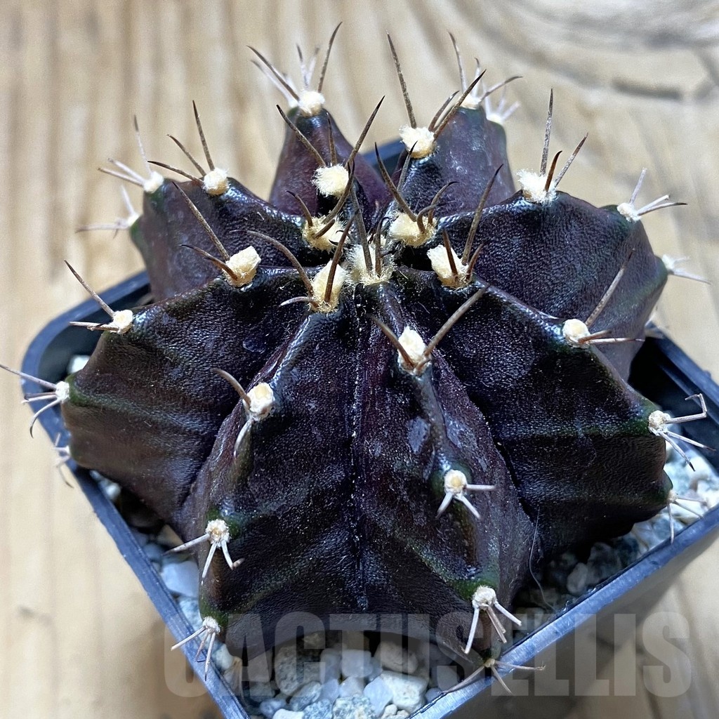 SH20291 Gymnocalycium mihanovichii ‘Black Widow’