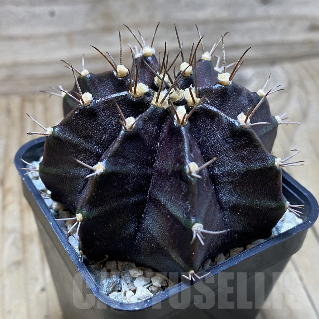 SH20291 Gymnocalycium mihanovichii ‘Black Widow’ - 画像 (2)