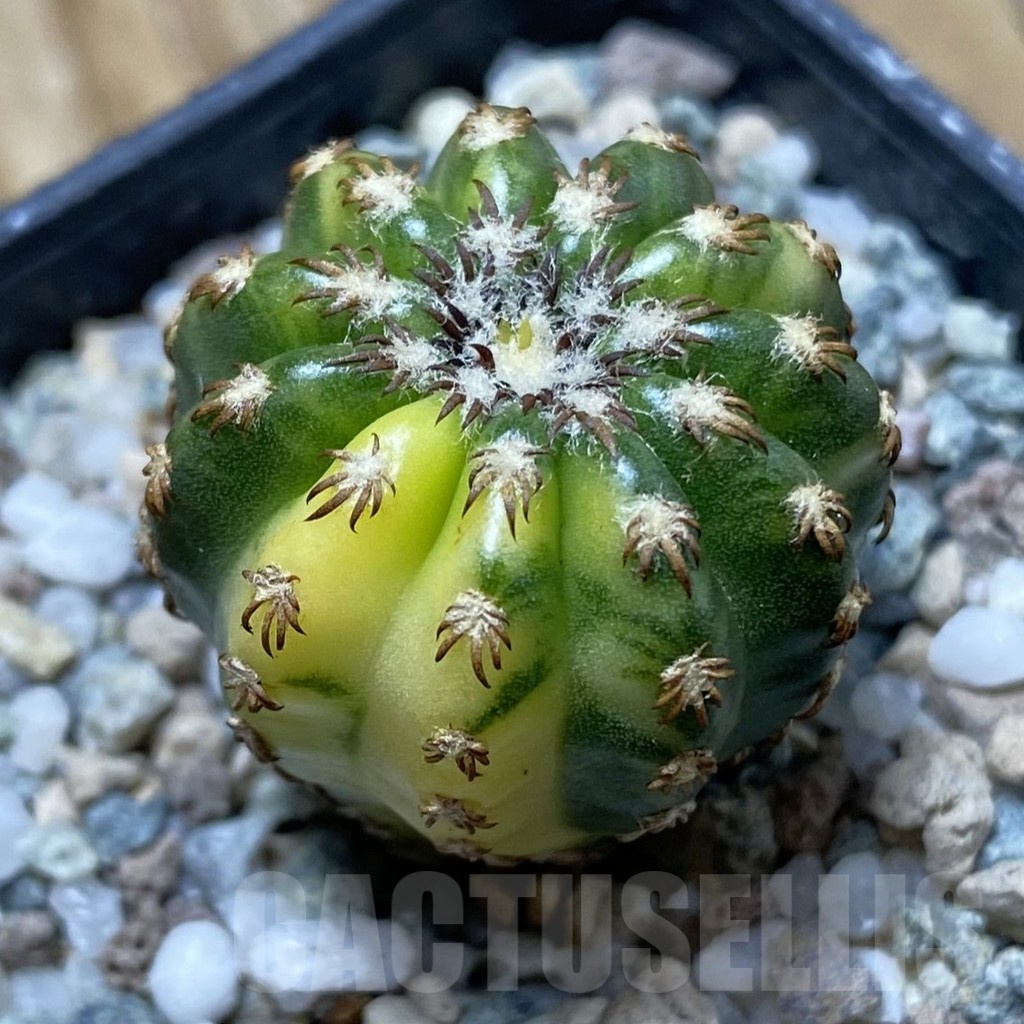 SH20292 Discocactus horstii f. variegata