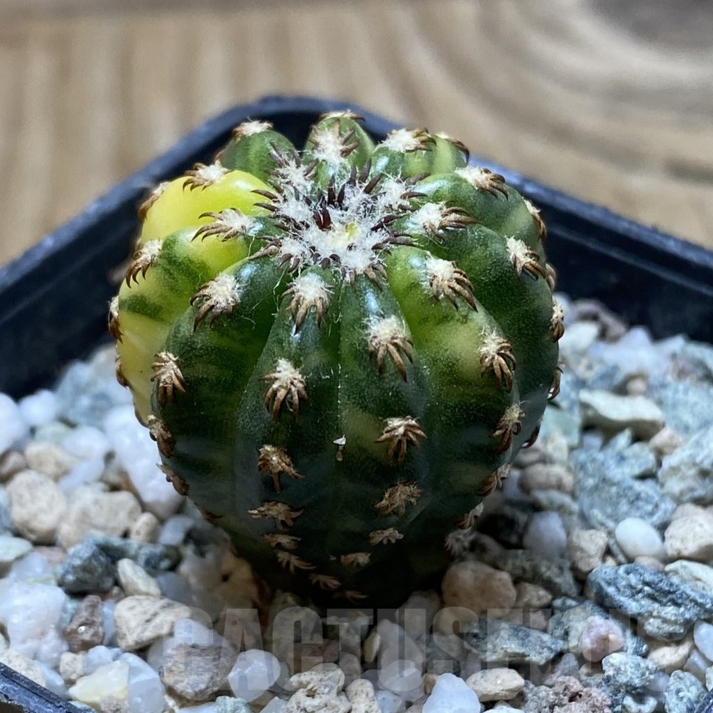 SH20292 Discocactus horstii f. variegata - Image 2