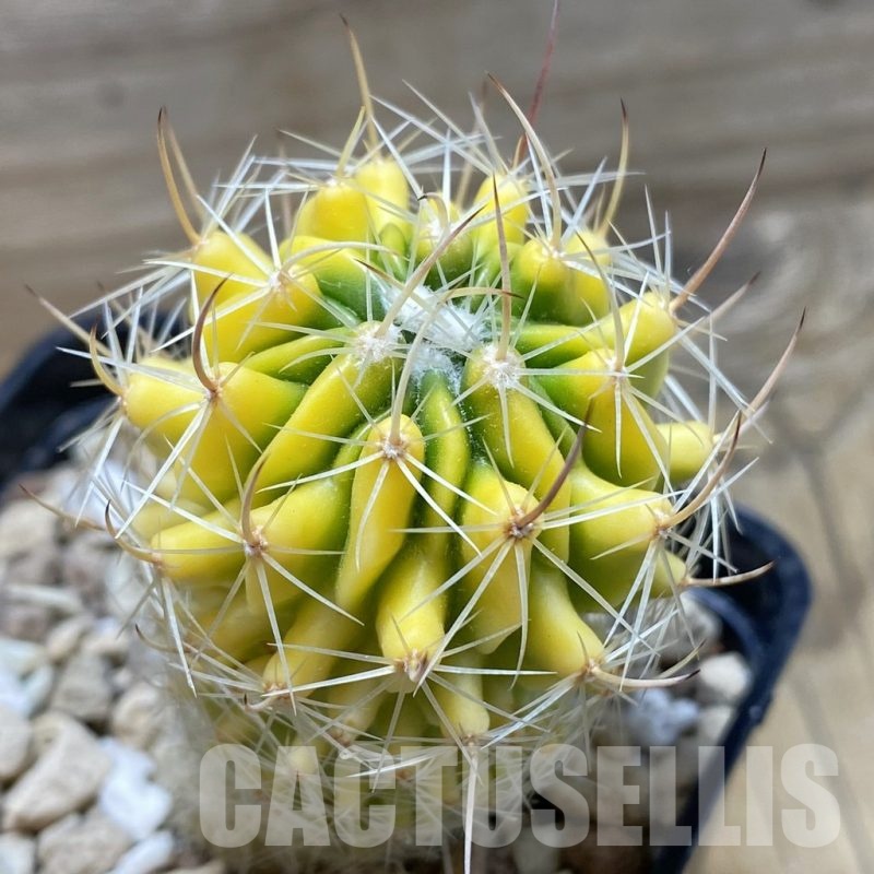 SH20296 Echinofossulocactus sp. f. variegata