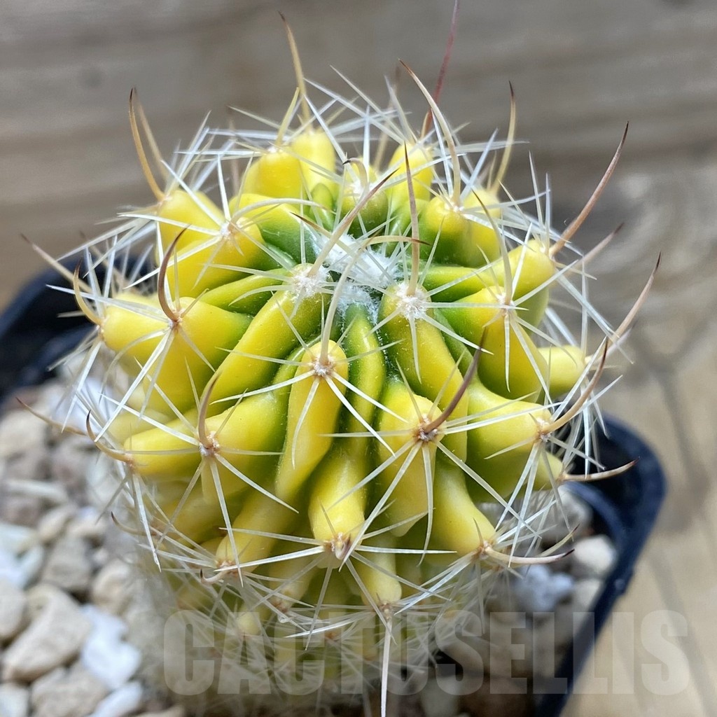 SH20296 Echinofossulocactus sp. f. variegata