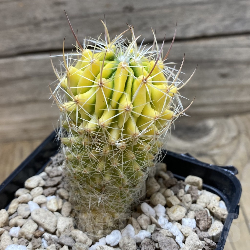 SH20296 Echinofossulocactus sp. f. variegata – Image 2