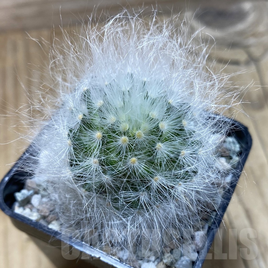 SH20273 Mammillaria guelzowiana LAU 640