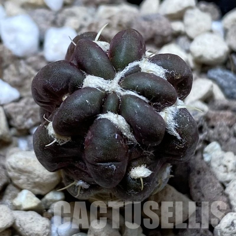 SH20297 Cintia knizei KK 1768