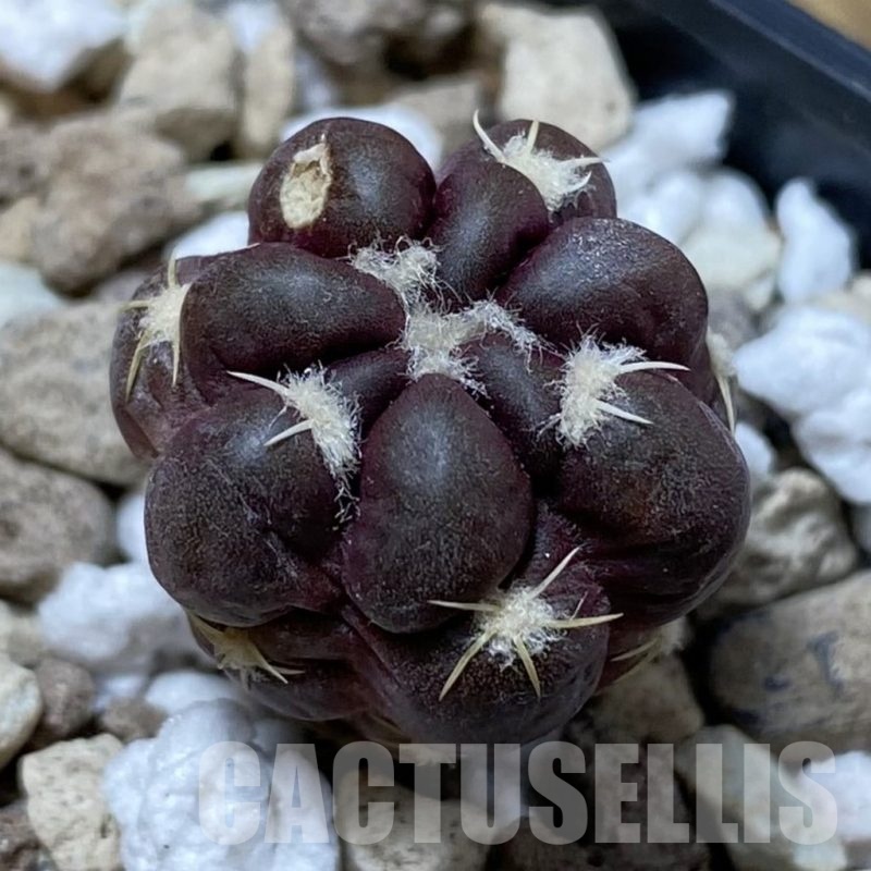 SH20298 Cintia knizei KK 1768