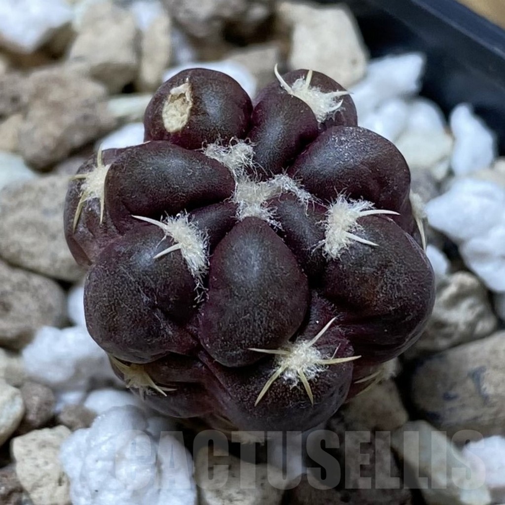 SH20298 Cintia knizei KK 1768