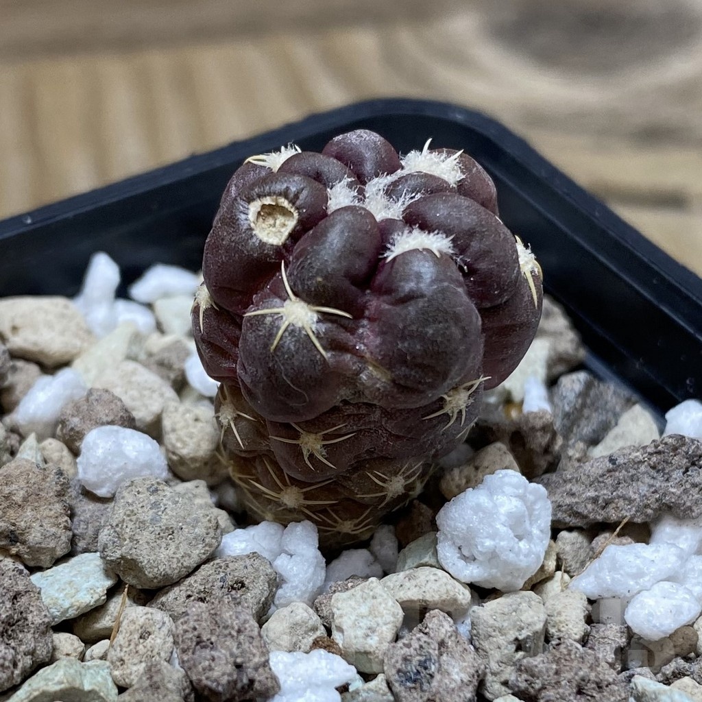 SH20298 Cintia knizei KK 1768 - 画像 (2)