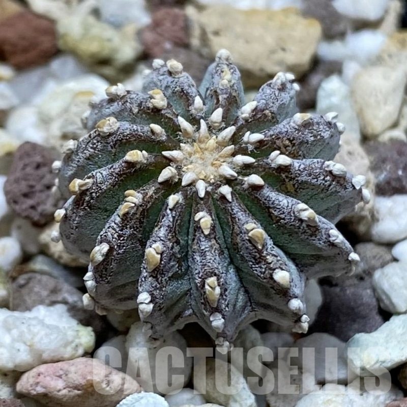 SH20299 Geohintonia neomexicana, seedling