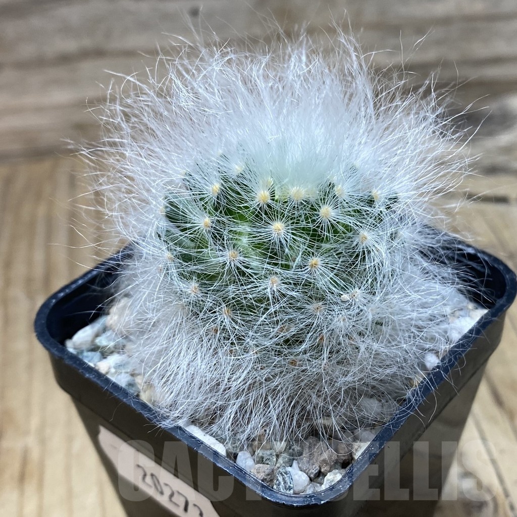 SH20273 Mammillaria guelzowiana LAU 640 - Image 2