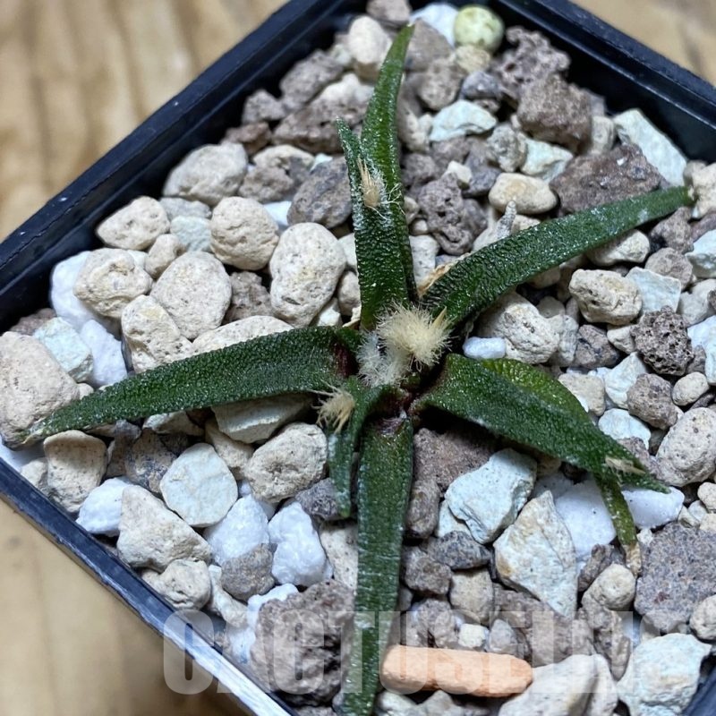 SH20301 Ariocarpus agavoides