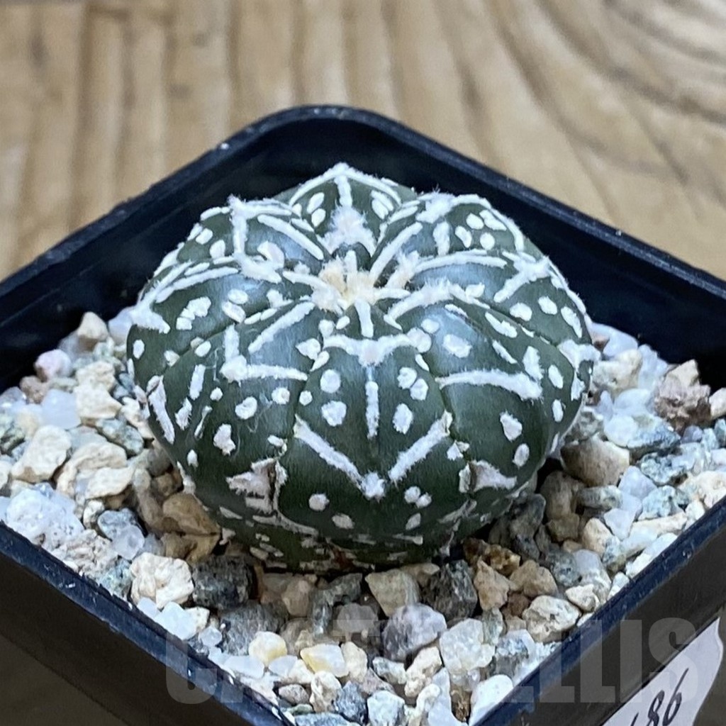 SH20486 Astrophytum asterias ‘Super Kabuto’ V-type f. nudum - Image 2