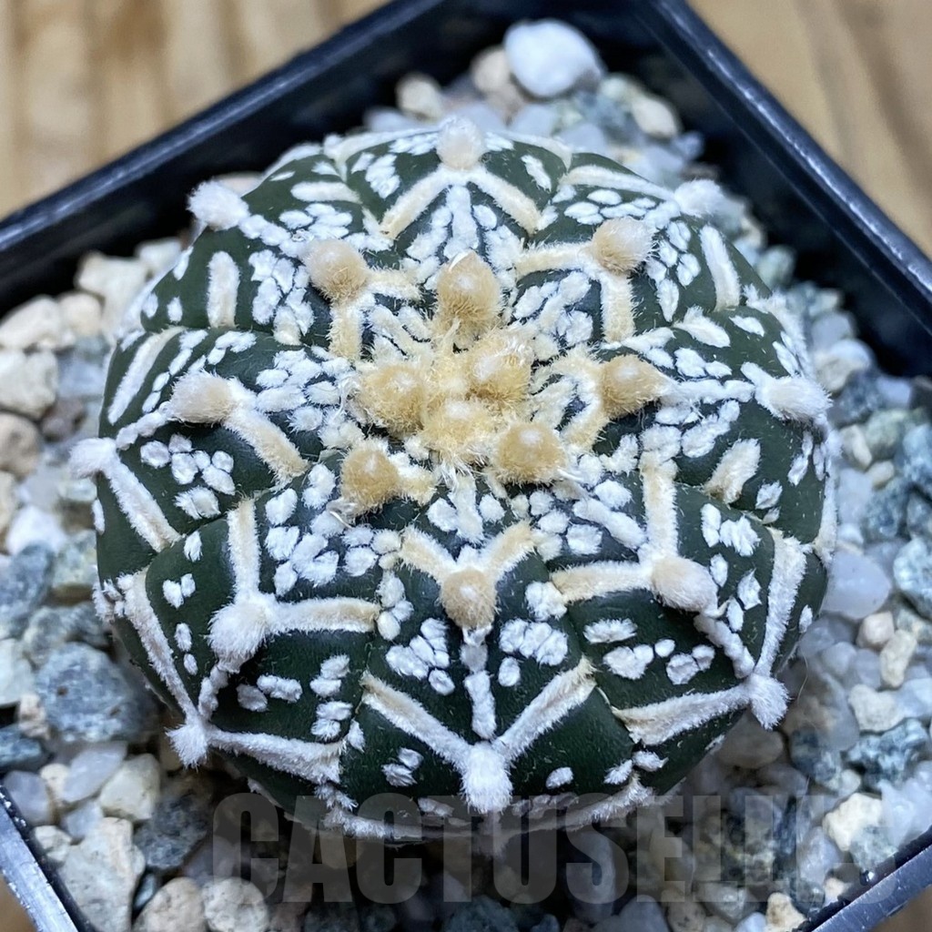 SH20487 Astrophytum asterias ‘Super Kabuto’ V-type f. nudum