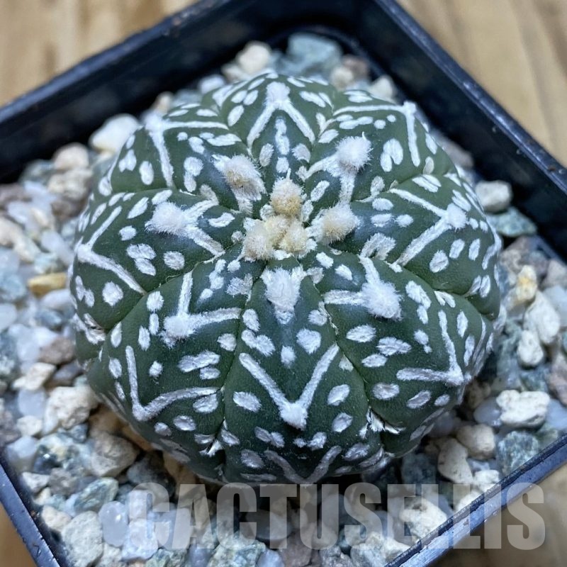 SH20488 Astrophytum asterias ‘Super Kabuto’ V-type f. nudum