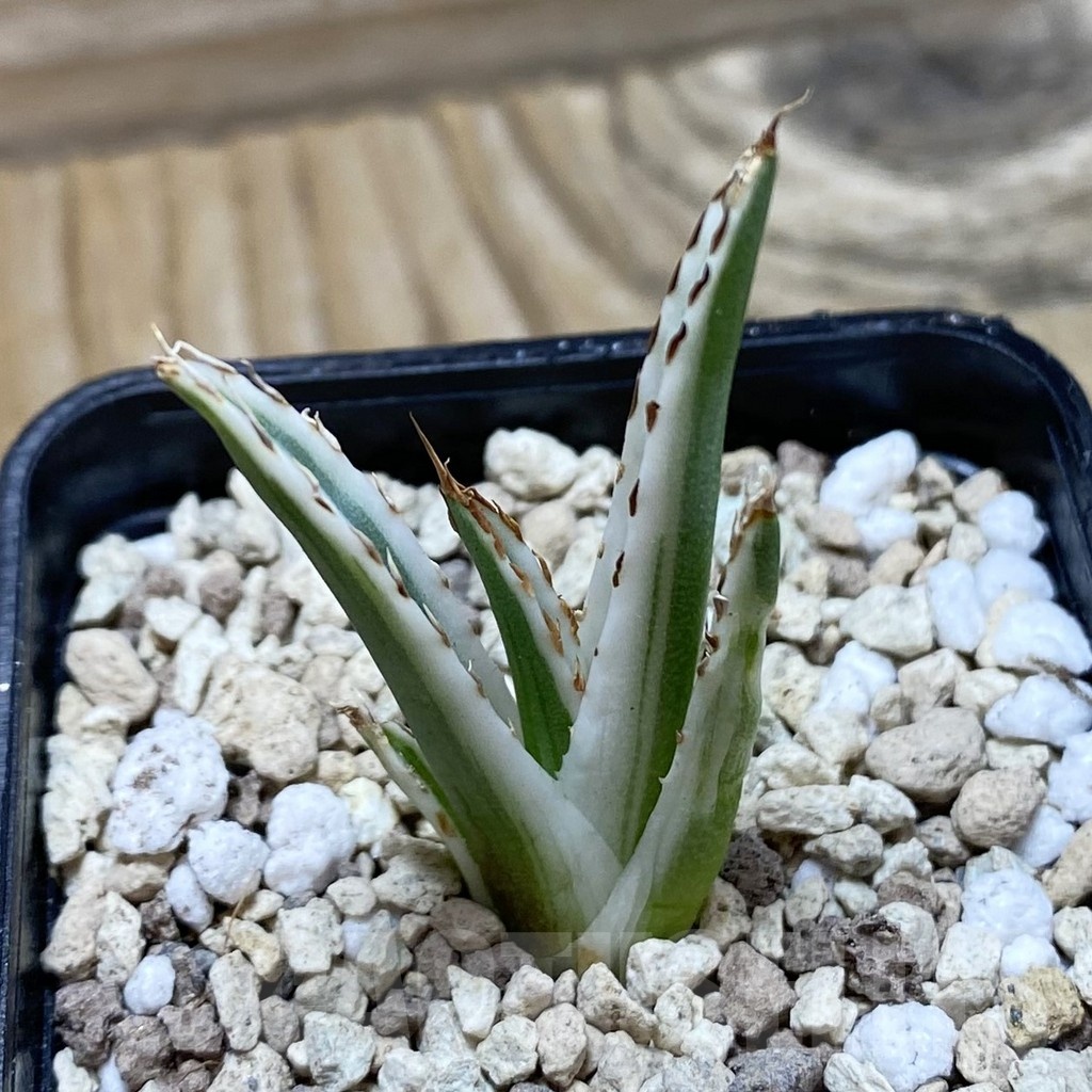 SH20456 Agave victoriae-reginae 'White Rhino'