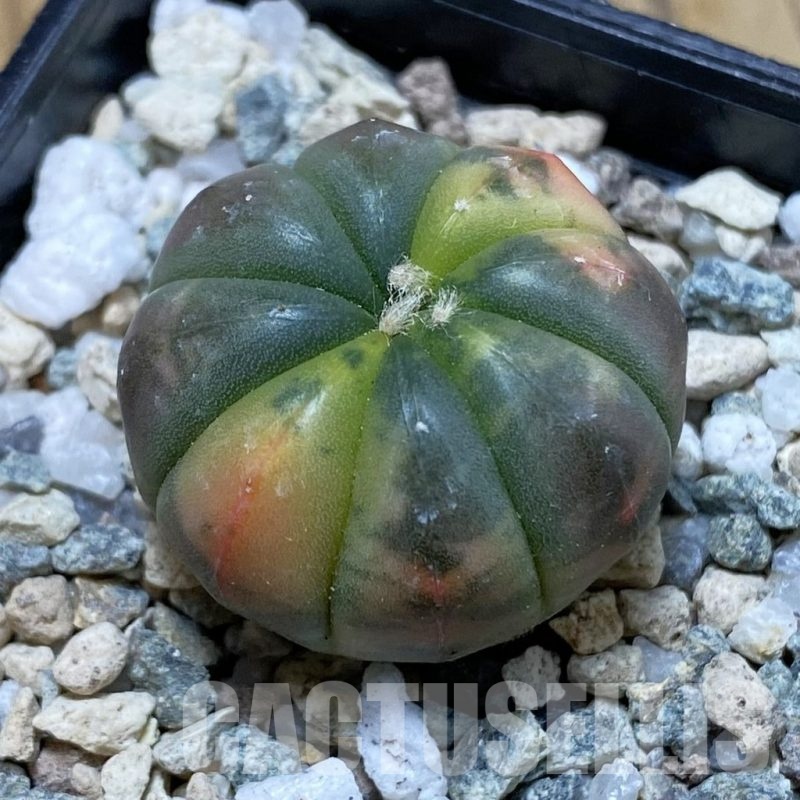 SH20490 Astrophytum asterias ‘Red Purple Skin’ f. variegata
