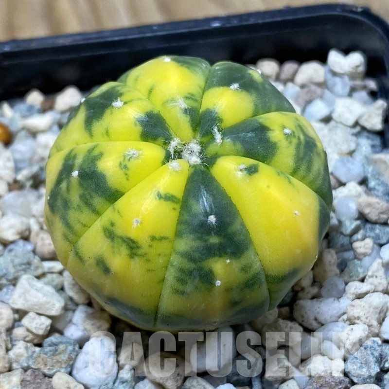 SH20492 Astrophytum asterias f. variegata