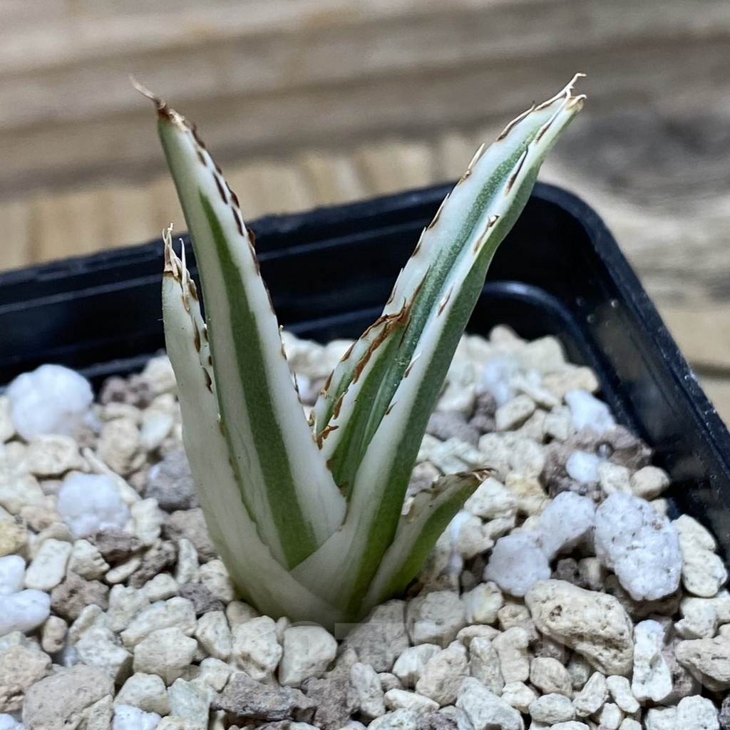 SH20456 Agave victoriae-reginae 'White Rhino' - Image 2