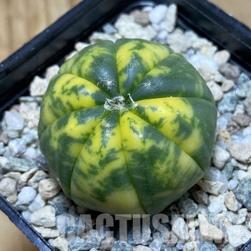 SH20493 Astrophytum asterias f. variegata